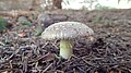 Amanita rubescens f. anulo sulphureus