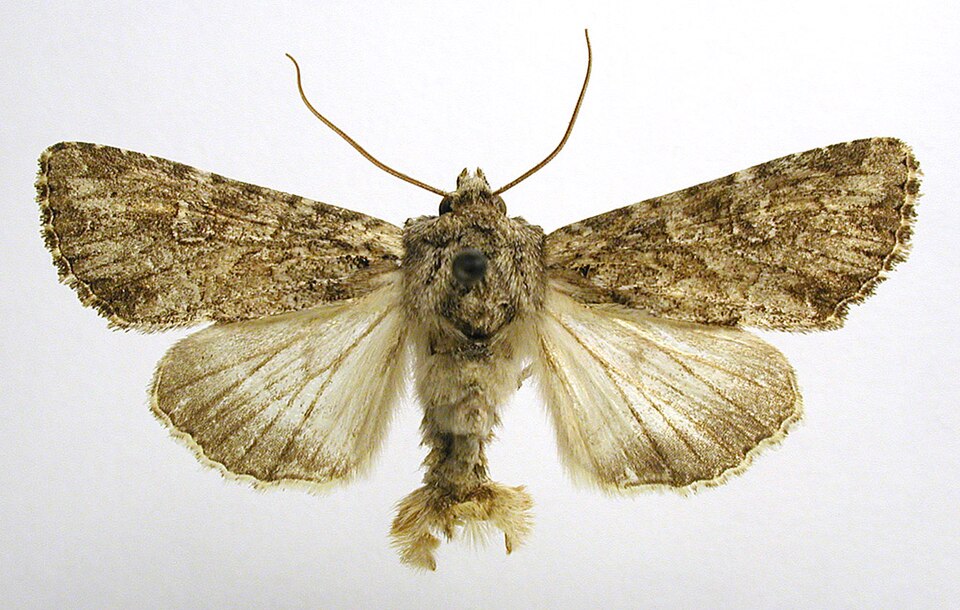 Fayl:Apamea anceps.jpg