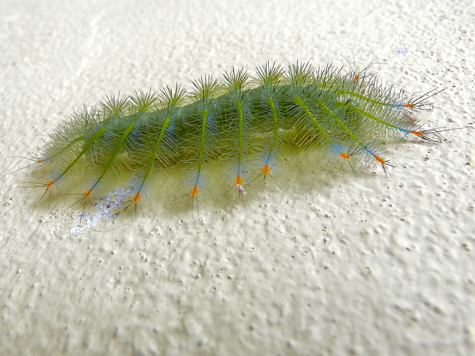 Fayl:Archduke Caterpillar (Lexias pardalis) (8085630188).jpg