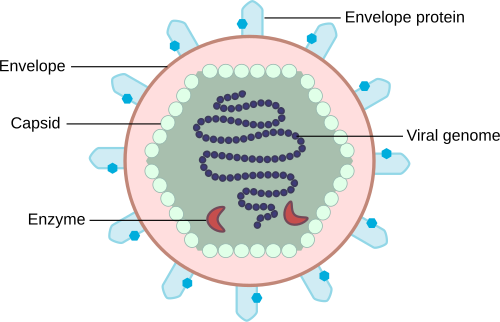 Fayl:Basic Scheme of Virus en.svg