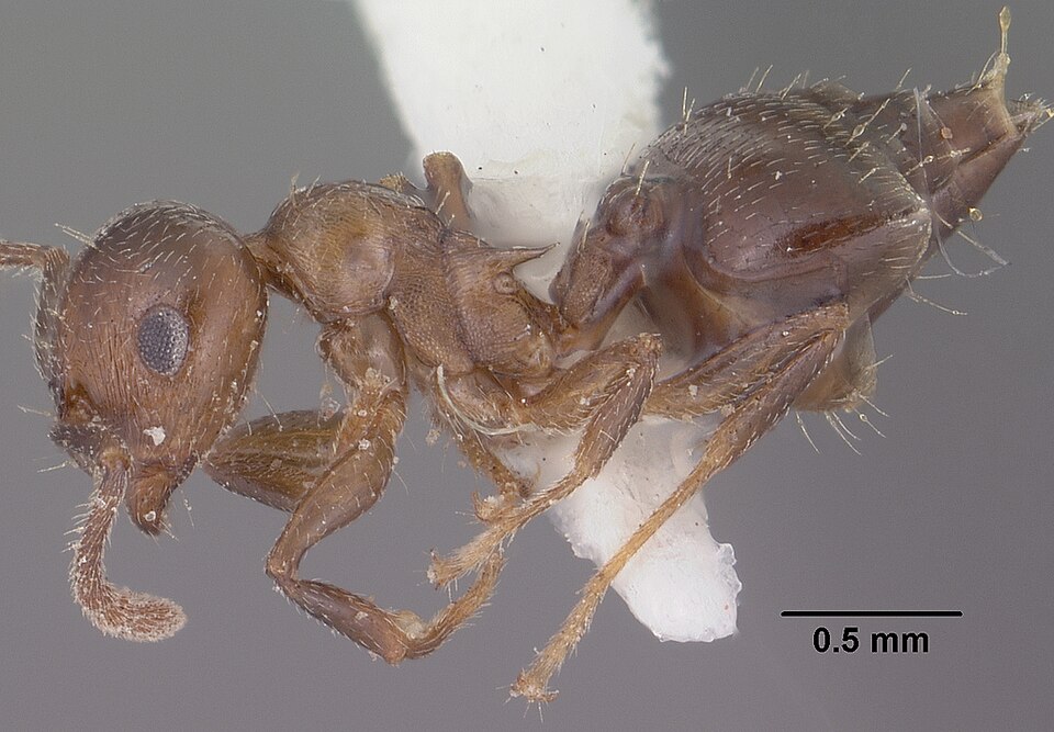 Fayl:Crematogaster emeryana casent0102831 profile 1.jpg