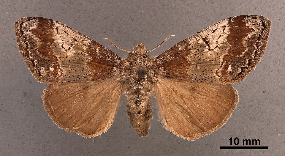 Fayl:Dasychira cinnamomea MEM304007.jpg