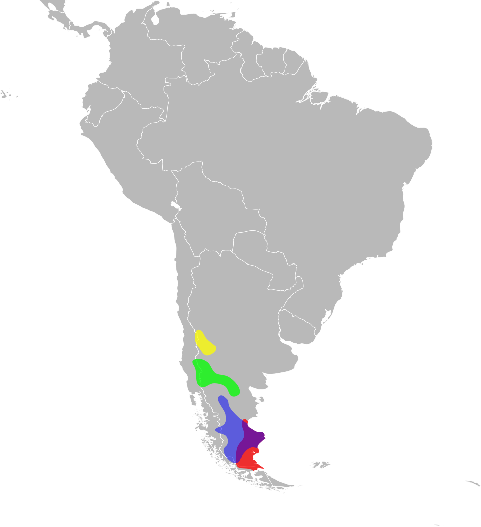 Fayl:Diplolaemus distribution.svg
