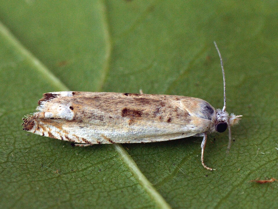 Fayl:Eucosma lacteana (27405955858).jpg