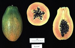 Carica papaya, cultivar 'Sunsetʼ