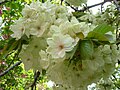 "Ukon" (Prunus lannesiana Wilson cv. "Grandiflora")