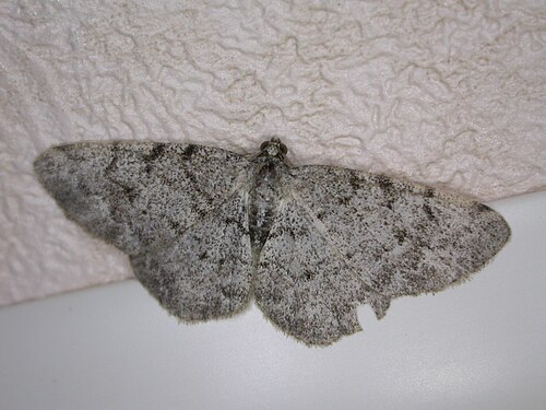 Aethalura