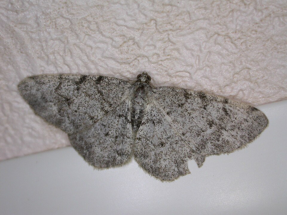 Fayl:Aethalura punctulata.jpg