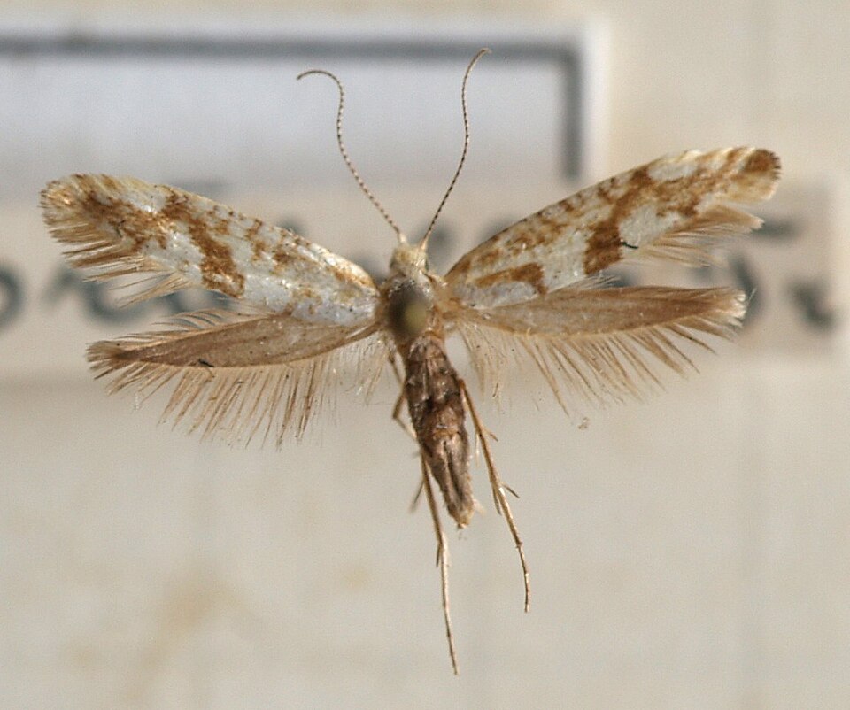 Fayl:Argyresthia.sorbiella.mounted.jpg