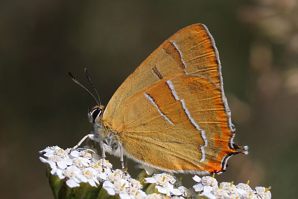 Fayl:Brown hairstreak (Thecla betulae) Bulgaria.jpg