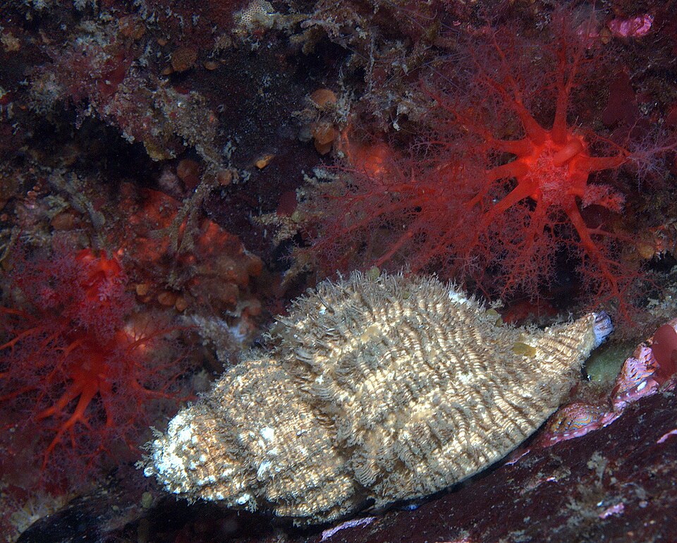 Fayl:Fusitriton oregonensis 3.jpg