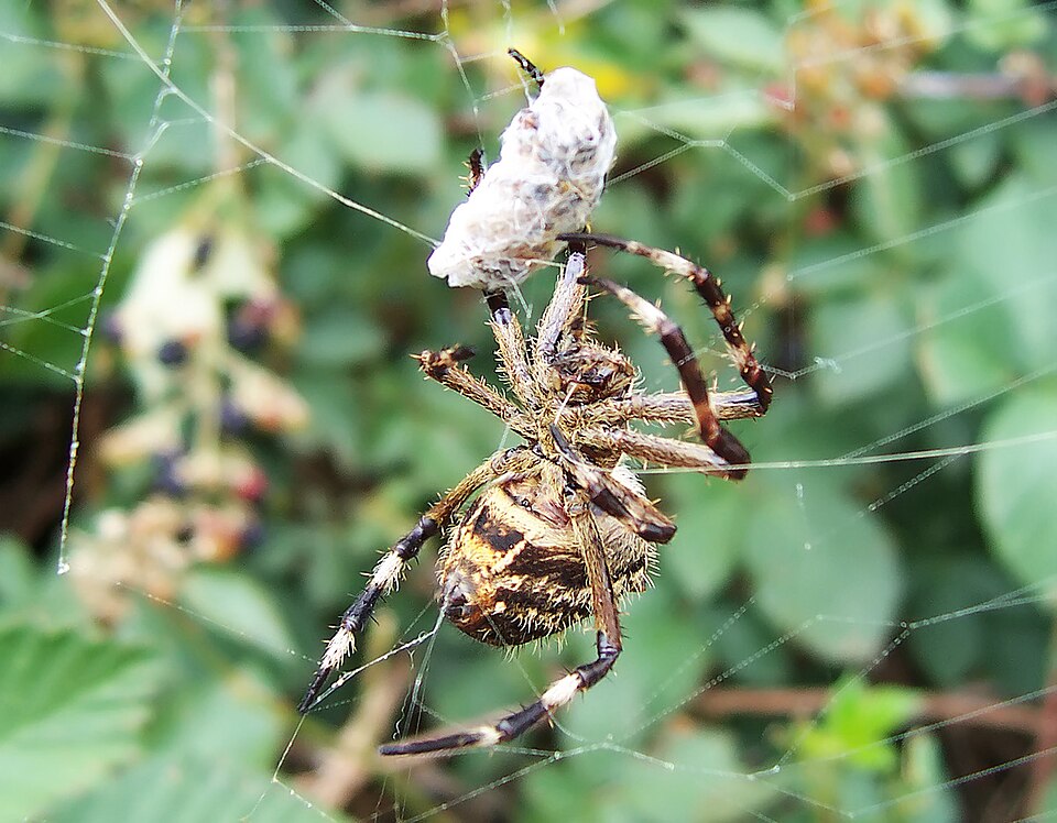 Fayl:Garden orb weaver05.jpg