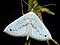 Desmobathrinae