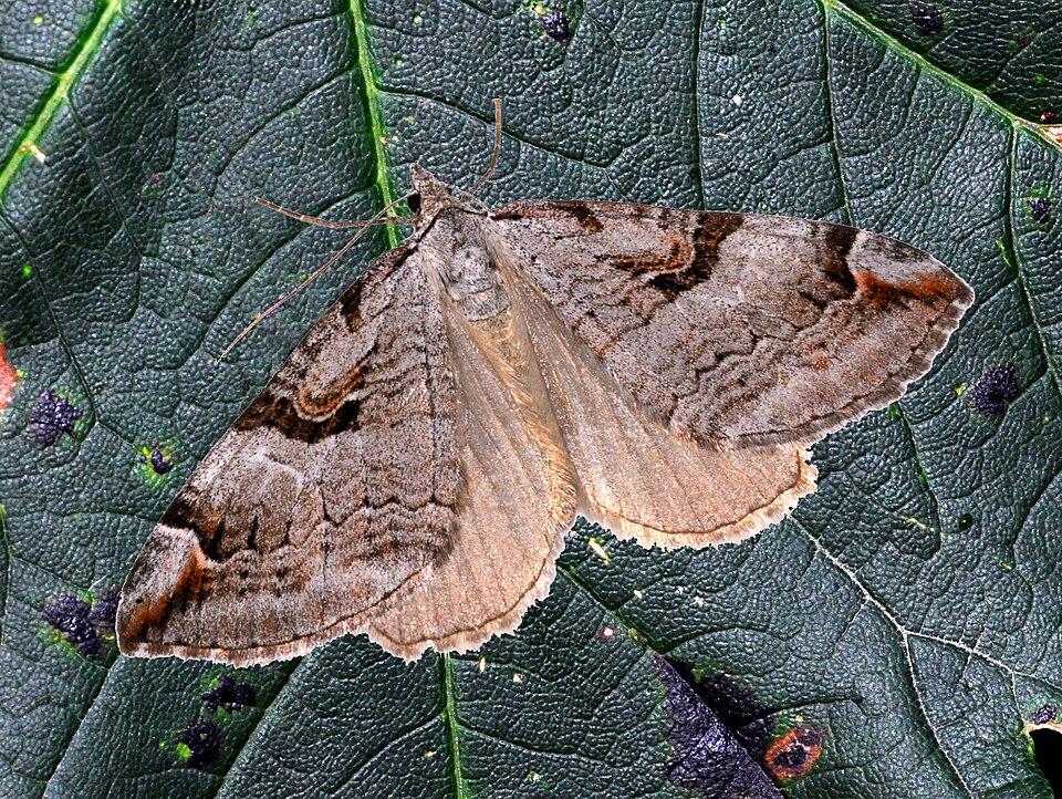 Fayl:Geometridae - Aplocera praeformata.JPG