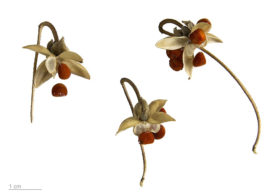 Fayl:Ipomoea transvaalensis MHNT.BOT.2018.6.13.jpg