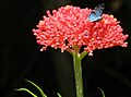 El Crucero, Managua, Nikaraguadagi ko'k kapalak bilan Jatropha multifida gullari.