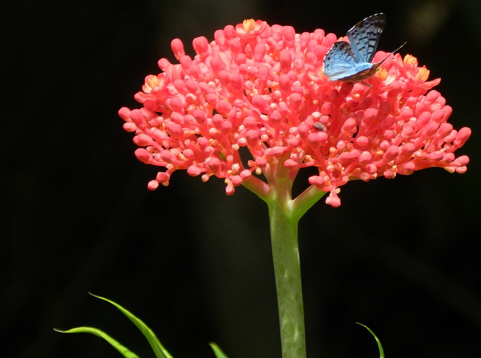 Fayl:Jatropha multifida 3.JPG