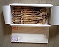 Qizil Jenshen ( P. ginseng )