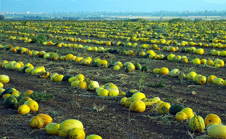 Fayl:Pumpkin field in Yeşilhisar 01-2.jpg