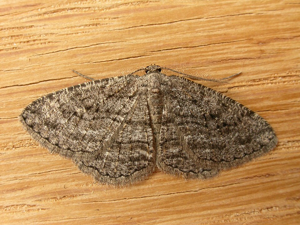 Fayl:Zermizinga sinuata 1.jpg