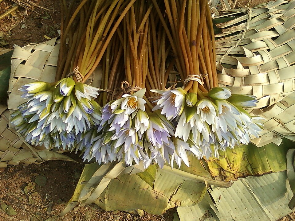 Fayl:(Nymphaea nouchali) lotus flowers 01.jpg