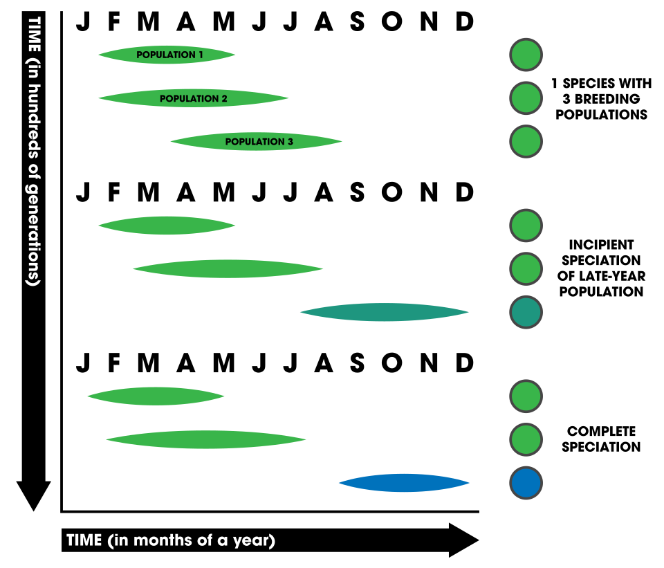 Fayl:Allochronic speciation.svg