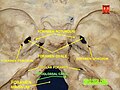 Til osti nervining ensa suyagidagi til osti nervi kanali (canalis nervi hypoglossi) orqali kalla suyagidan chiqishi.