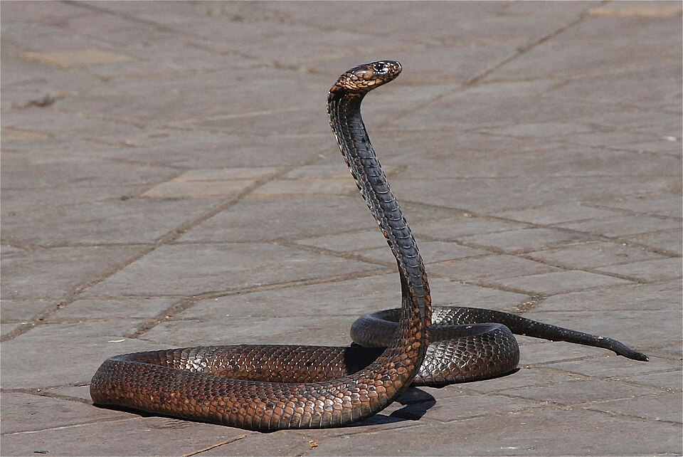 Fayl:Egyptian Cobra Snake.jpg