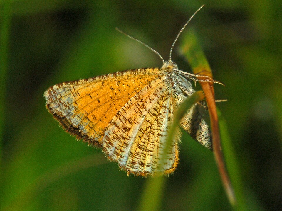 Fayl:Geometridae - Isturgia limbaria (female).JPG