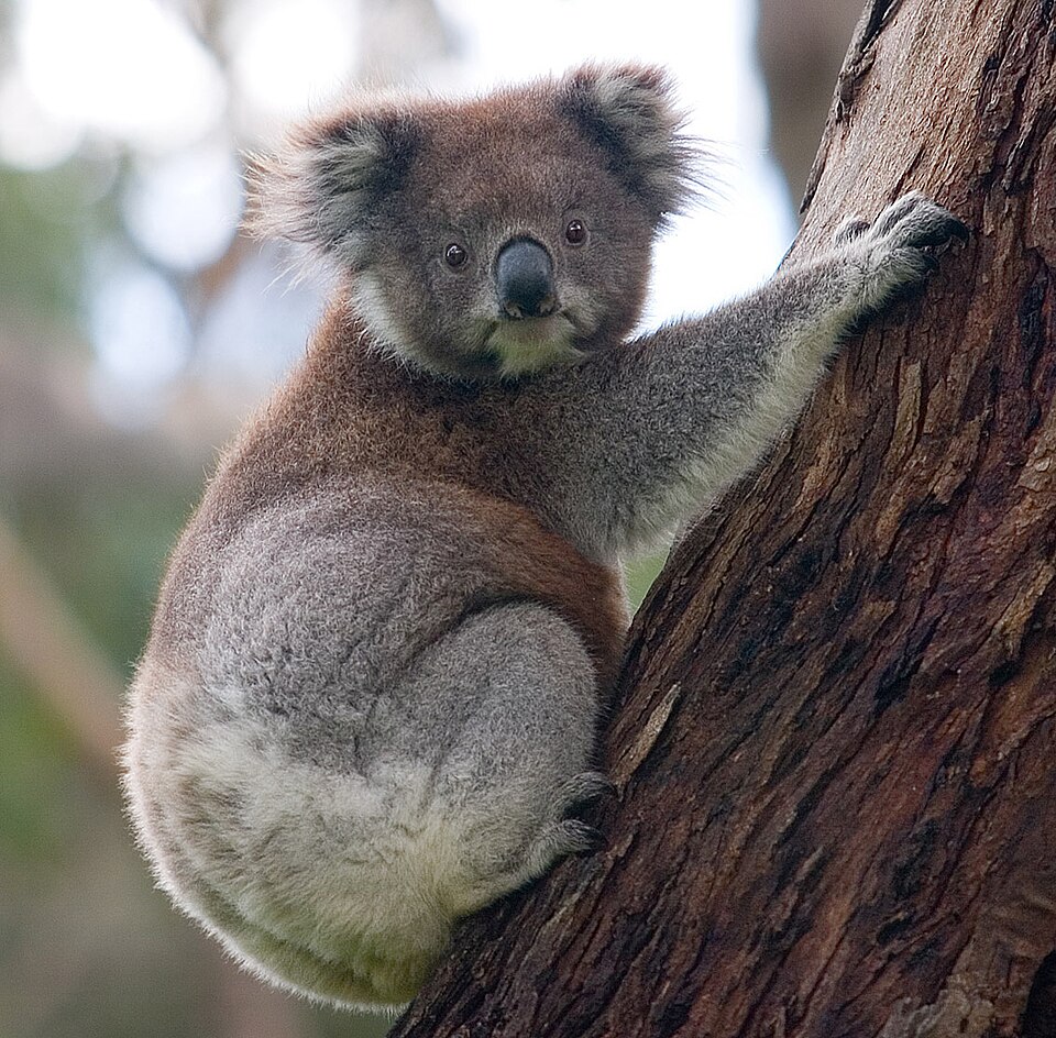 Fayl:Koala climbing tree.jpg