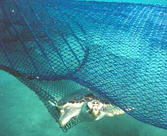 A loggerhead sea turtle escapes a circular fishermanʼs net via a TED.