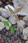 Nandina domestica ko'chati, ikkita yashil kotiledon va birinchi qizil-yashil barg