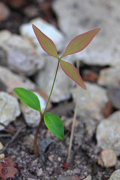 Fayl:Nandina domestica-Clapiers-4050~2015 03 29.JPG