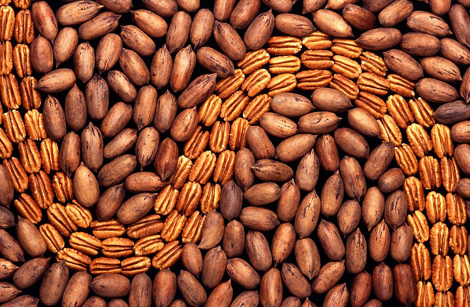 Fayl:Pecans.jpg