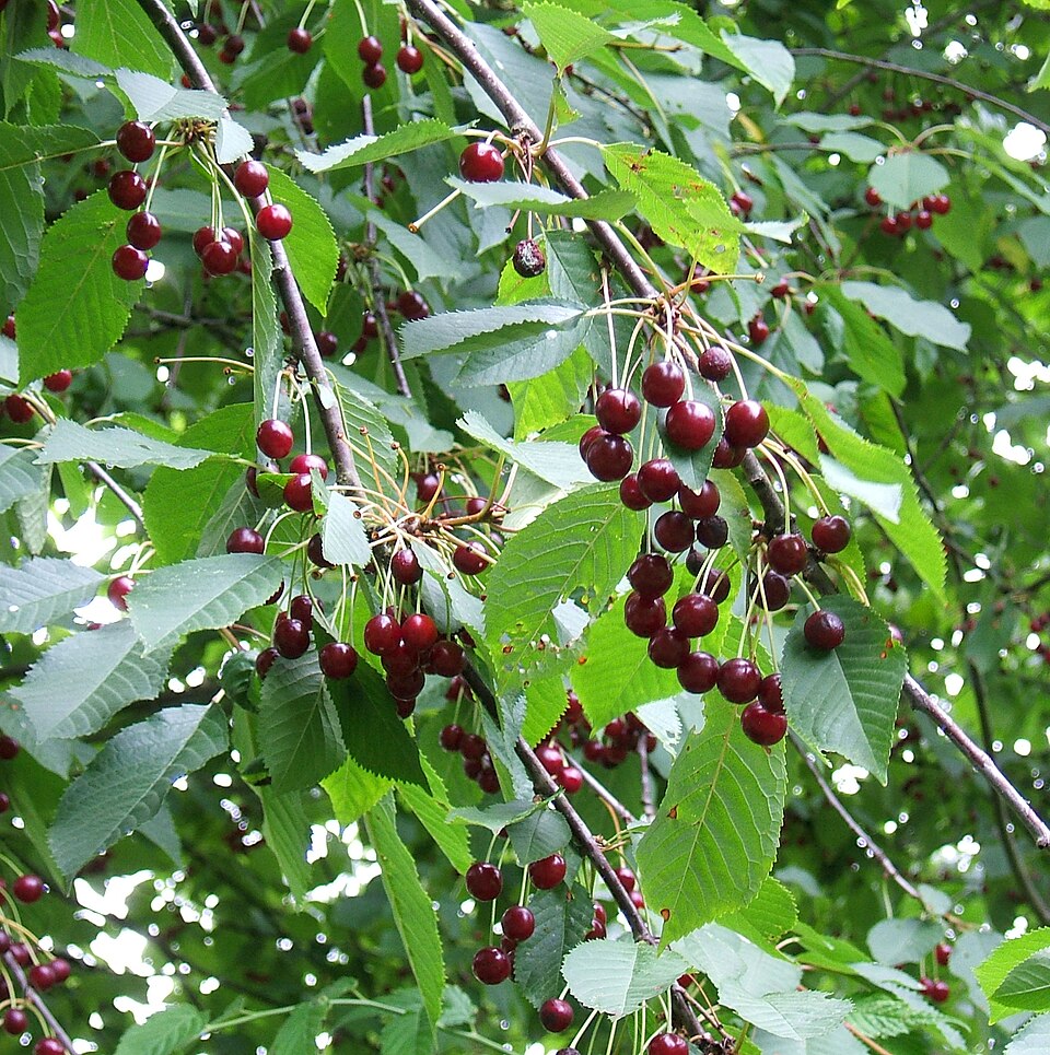 Fayl:Prunus avium fruit.jpg