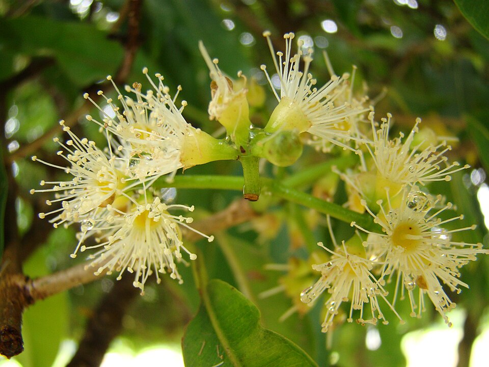 Fayl:Syzygium cumini Flowers1.jpg