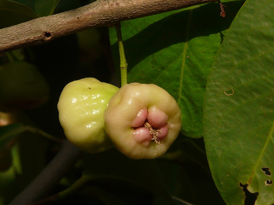 Fayl:Syzygium samarangense (2462958539).jpg