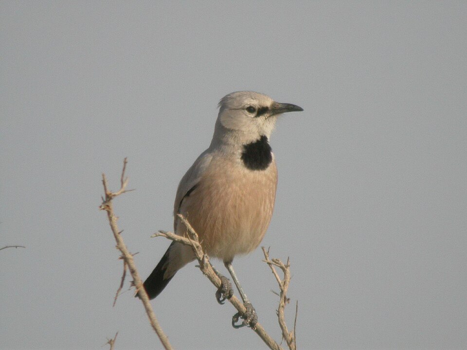 Fayl:Turkestan Ground-Jay.jpg