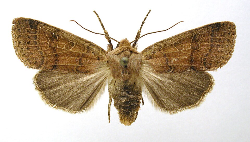 Fayl:Agrochola nitida.jpg
