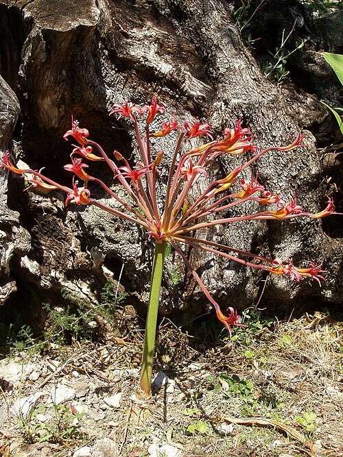 Fayl:Brunsvigia josephinae (Villa Hanbuy, Italy).JPG