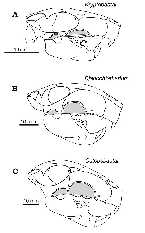 Fayl:Djadochtatheriidae.jpg