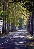 Avenue des platanes