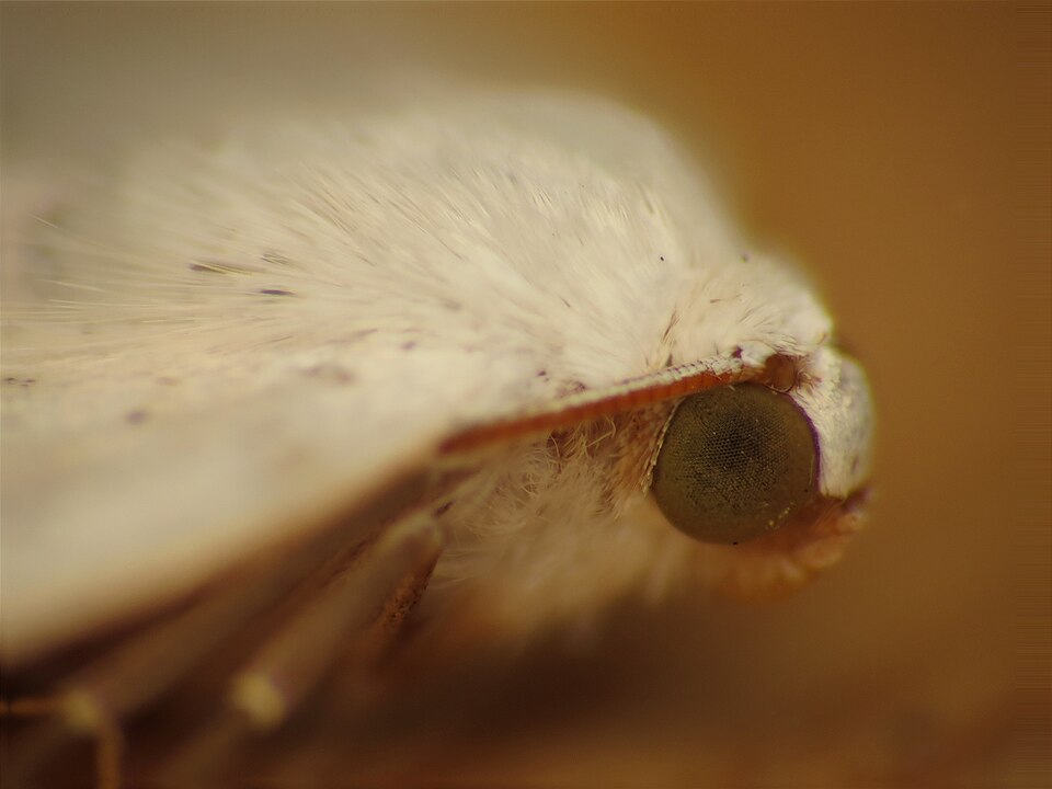 Fayl:Lomographa temerata (8838138477).jpg