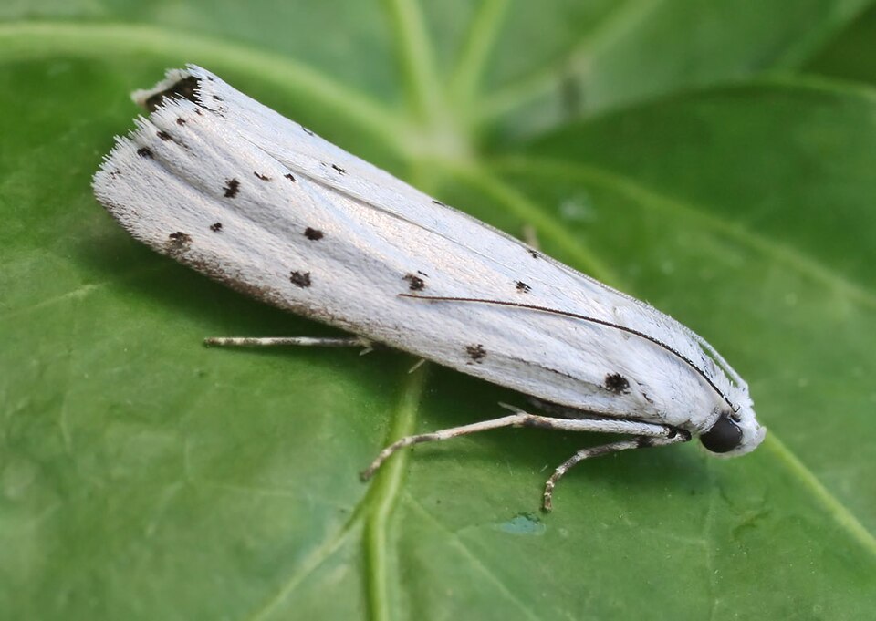 Fayl:Myelois circumvoluta entomart.jpg