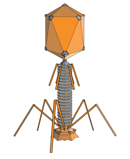 Fayl:PhageExterior.svg