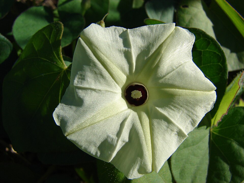 Fayl:Starr 070111-3107 Ipomoea obscura.jpg