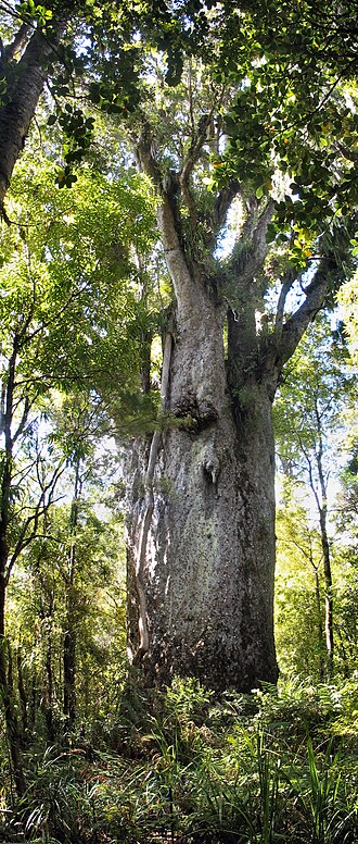 Fayl:Te Matua Ngahere.jpg