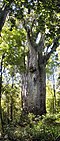 Te Matua Ngahere, Vaipoua o'rmonidagi A. australis, Yangi Zelandiyadagi eng qadimgi (va 2-chi eng katta) daraxt