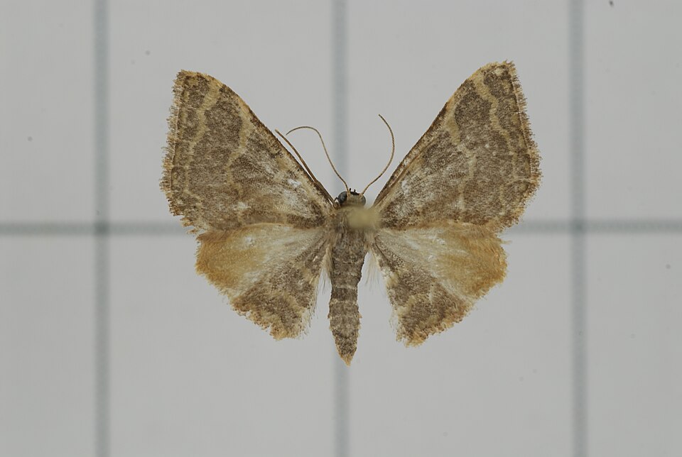 Fayl:A35-20131015-056 (10866034495).jpg