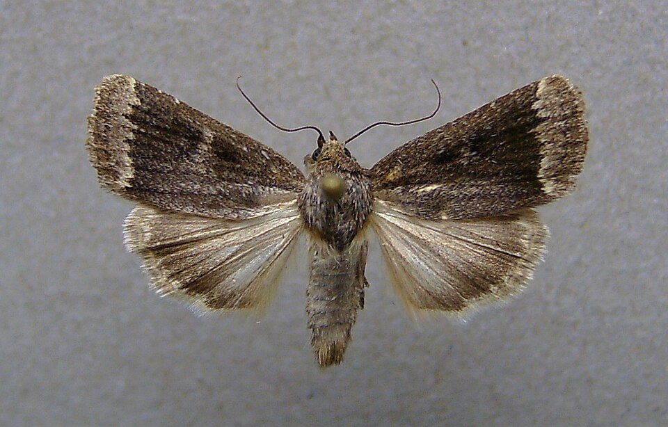 Fayl:Amphipyra stix.jpg